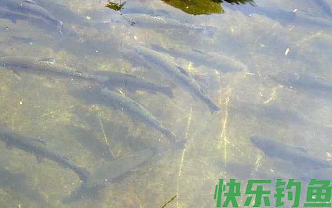 虹鳟鱼养殖技术(图6)
