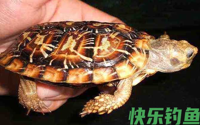 饼干龟是什么龟(图3)