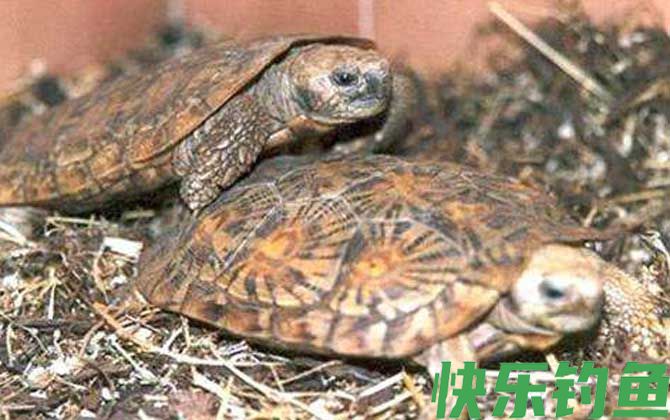 饼干龟是什么龟(图2)