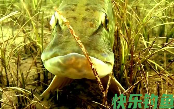 狗鱼是入侵物种吗(图2)