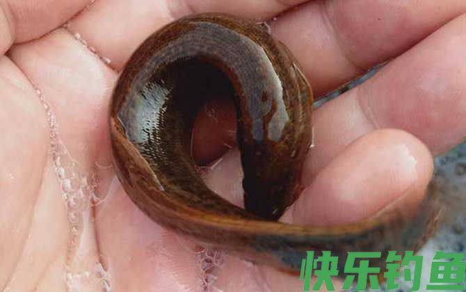 自己抓的泥鳅怎么养(图1)