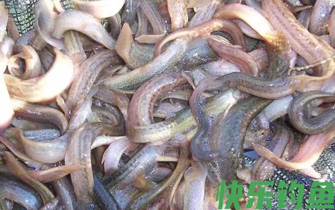 自己抓的泥鳅怎么养(图2)