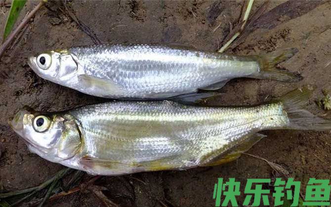 白条鱼是什么鱼(图1)