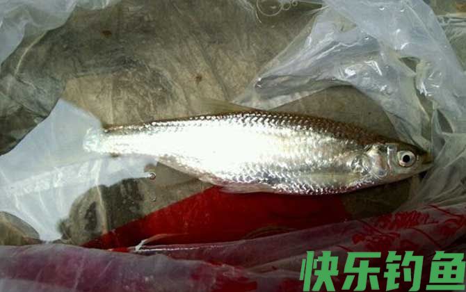 白条鱼是什么鱼(图3)