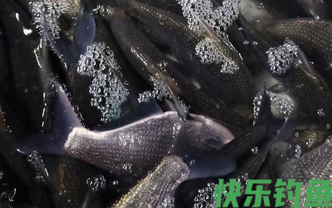武昌鱼吃什么食物(图1)