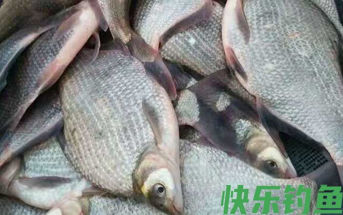 武昌鱼吃什么食物(图2)