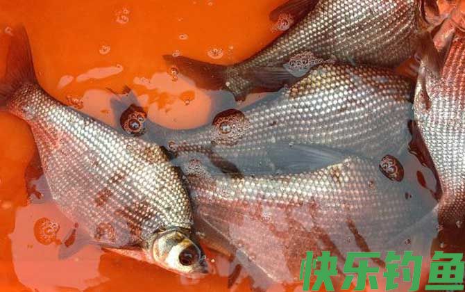武昌鱼吃什么食物(图4)