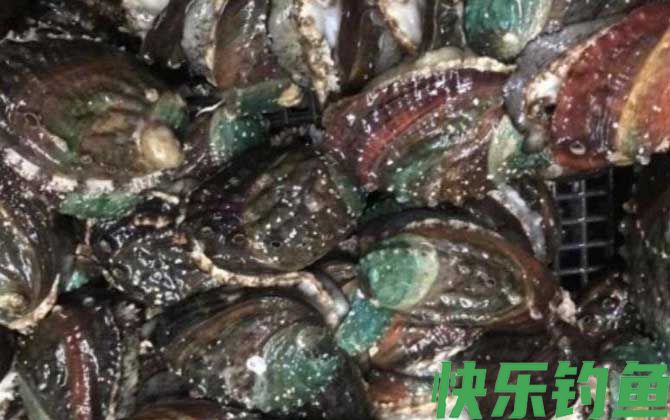 几头鲍鱼才最好(图2)