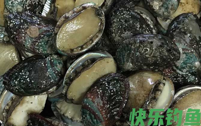 几头鲍鱼才最好(图3)