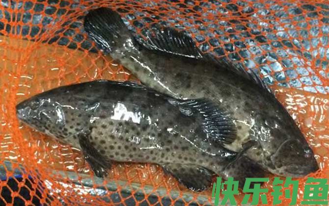 石斑鱼是保护动物吗(图1)