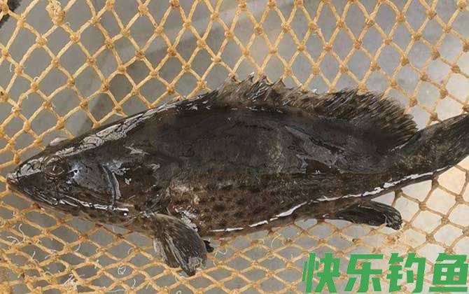 石斑鱼是保护动物吗(图2)