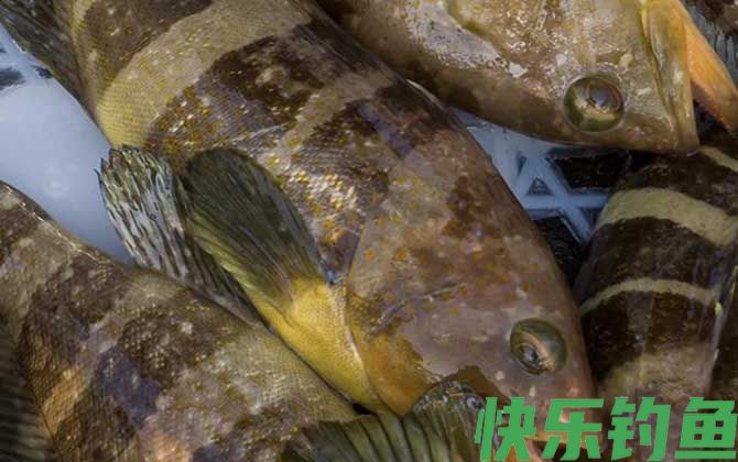 石斑鱼是保护动物吗(图3)