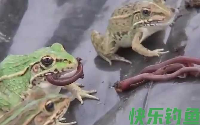 青蛙吃米饭吗(图3)