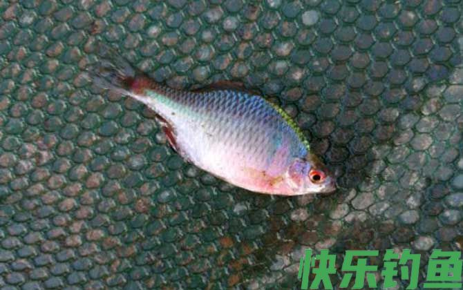 中国十大最干净的鱼排行榜(图5)