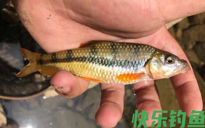中国十大最干净的鱼排行榜(图6)