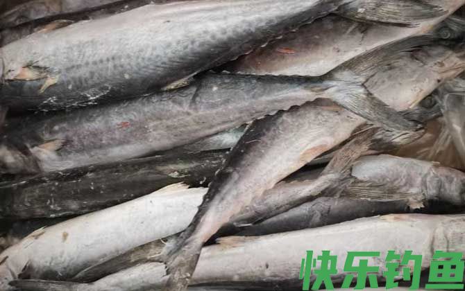 马友鱼和马鲛鱼的区别(图2)