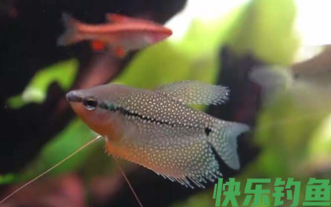 马甲鱼是什么鱼(图1)