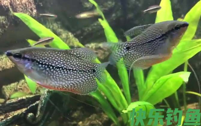 马甲鱼是什么鱼(图3)