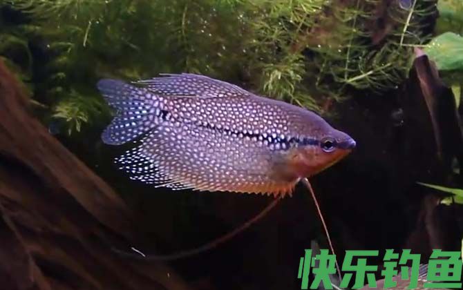 马甲鱼是什么鱼(图2)