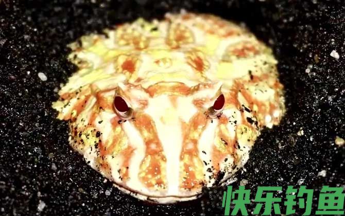 黄金角蛙价格多少钱一只(图2)