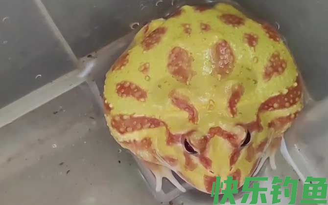 黄金角蛙价格多少钱一只(图1)