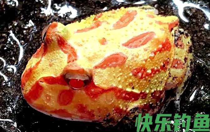 黄金角蛙价格多少钱一只(图4)