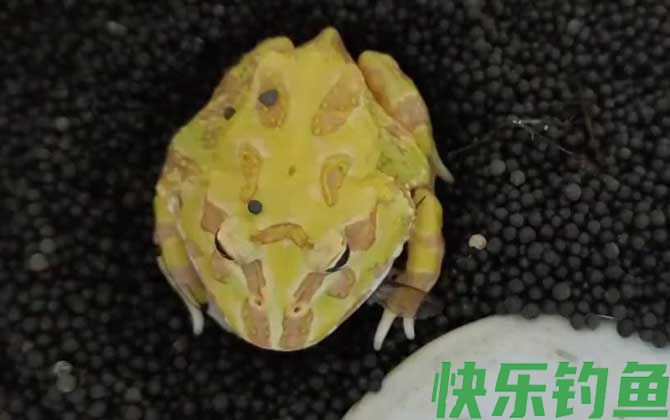 黄金角蛙价格多少钱一只(图3)