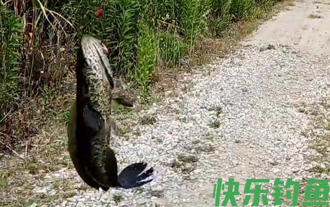 蛇头鱼在中国叫什么鱼(图2)