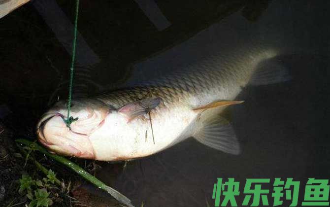 鱼有鼻子吗(图1)