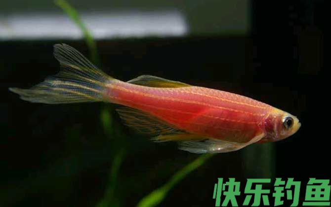 十大最好养的鱼排行榜(图3)