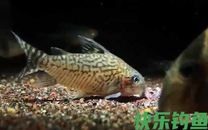 十大最好养的鱼排行榜(图4)