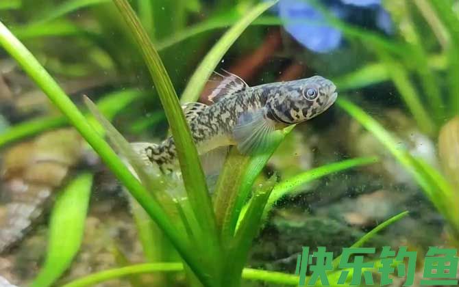 十大最好养的鱼排行榜(图6)