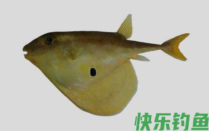 三齿鲀是什么鱼(图1)