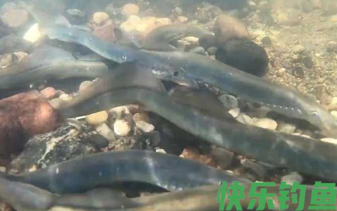 八目鳗是什么动物(图2)