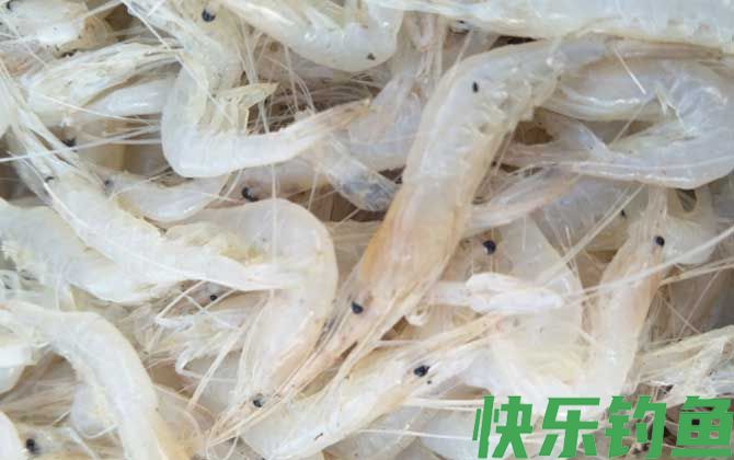 白虾和白对虾是一种虾吗(图1)