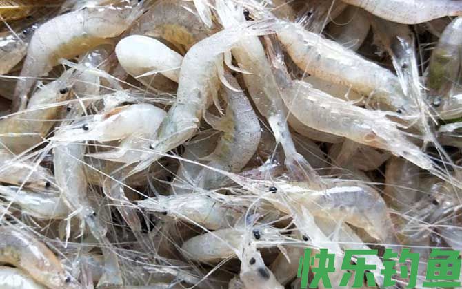 白虾和白对虾是一种虾吗(图3)
