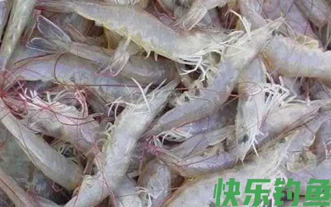 白虾和白对虾是一种虾吗(图2)