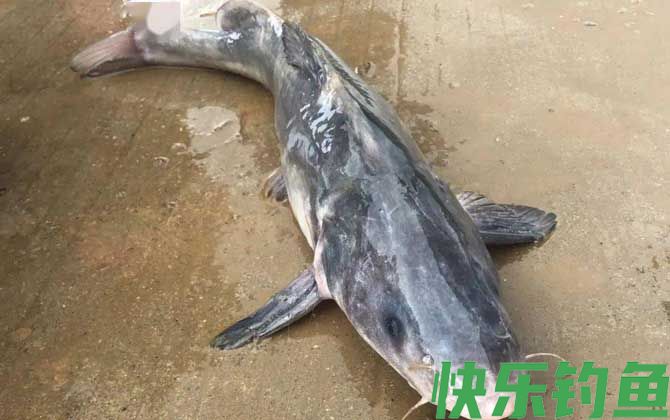 长吻鮠是淡水鱼吗(图4)