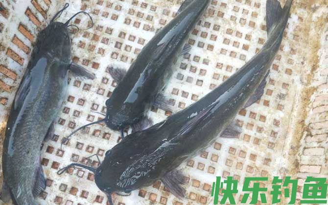 长吻鮠是淡水鱼吗(图3)