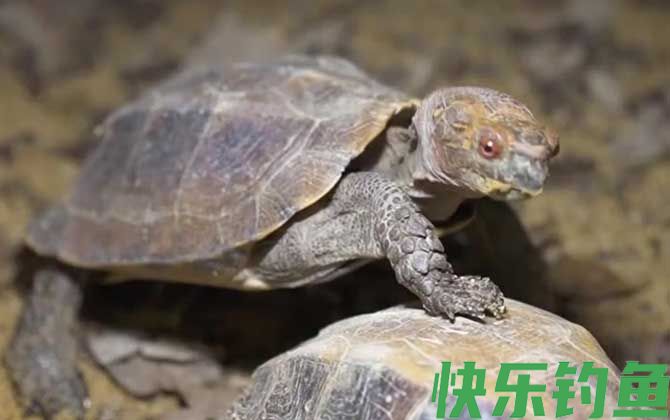 锯缘龟是什么龟(图2)