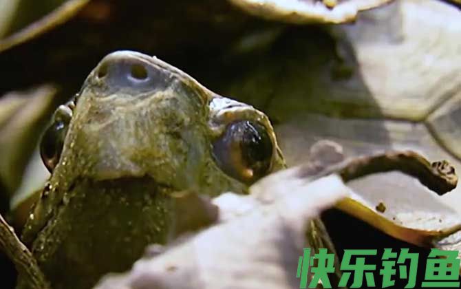 锯缘龟是什么龟(图4)