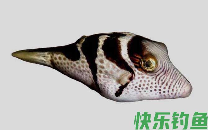 横带扁背鲀是什么鱼(图1)