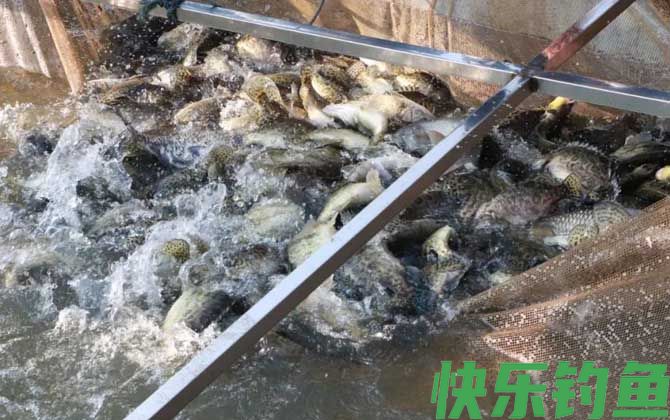 鳜鱼养殖技术及病害防治(图2)