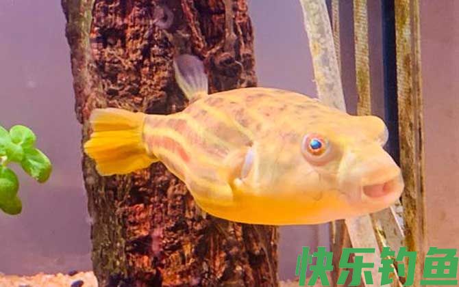 斑马狗头鱼是什么鱼(图2)