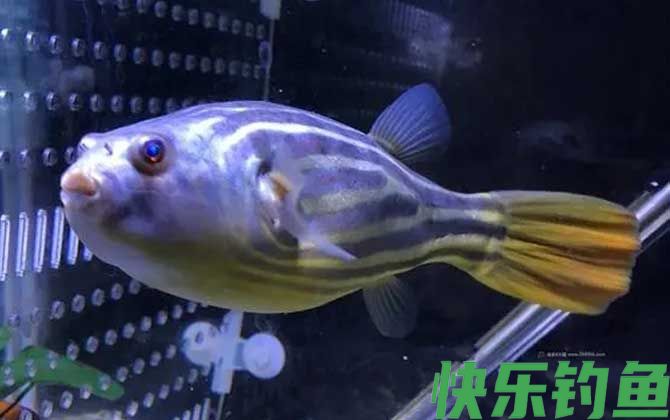 斑马狗头鱼是什么鱼(图1)