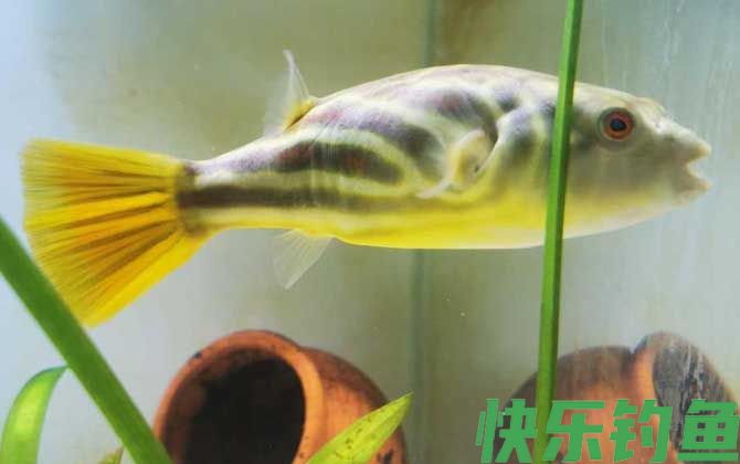 斑马狗头鱼是什么鱼(图4)