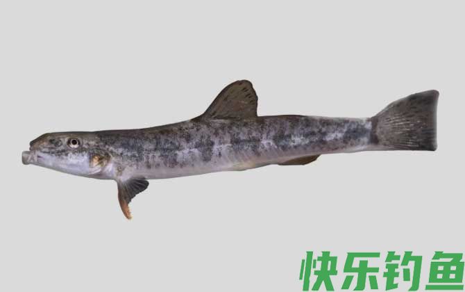 贝氏高原鳅是什么鱼(图1)