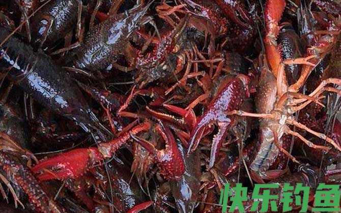 一斤小龙虾大概有多少只(图2)