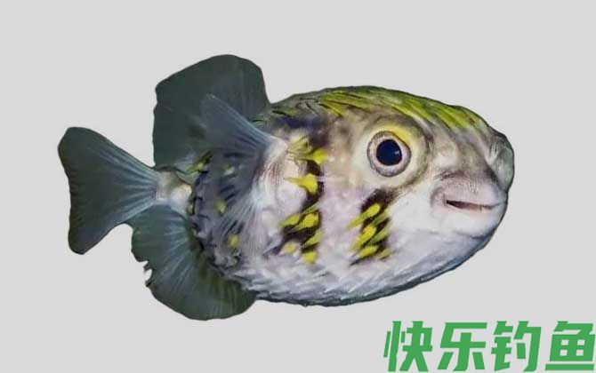许氏短刺鲀是什么鱼(图1)