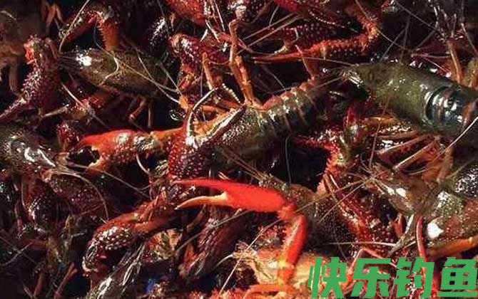 一斤小龙虾大概有多少只(图1)